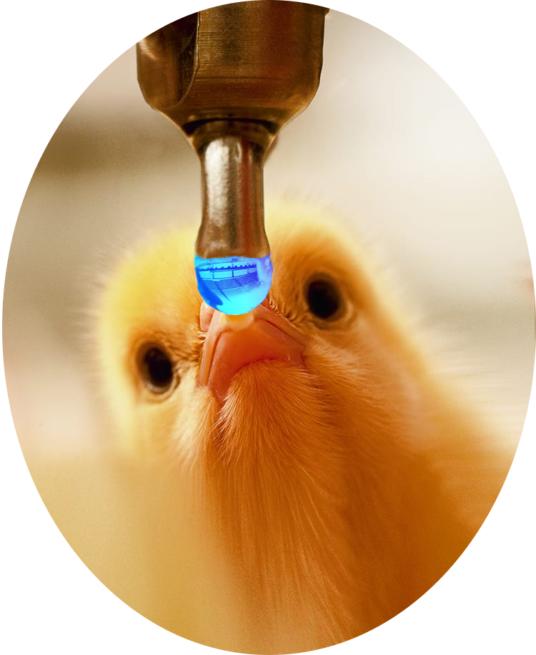 جدول میزان آب برای واکسیناسیون آشامیدنی طیور